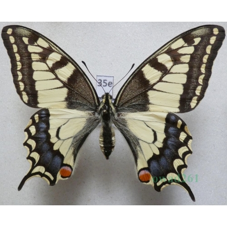 Papilio machaon Linnaeus, 1758 Paź królowej Poland 78mm35e